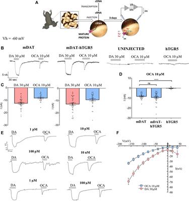 Bile Acids Gate Dopamine Transporter Mediated Currents